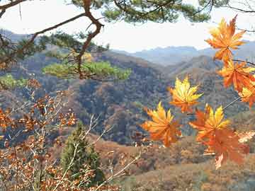 凤倾九重